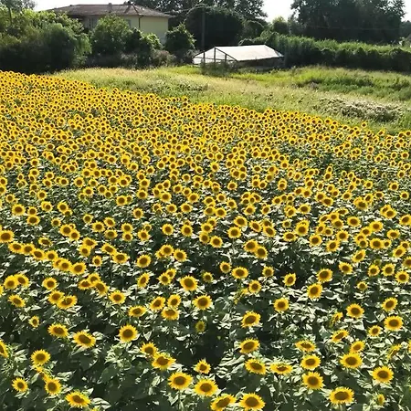 Fattoria Il Giardo Appartamento Pietrasanta