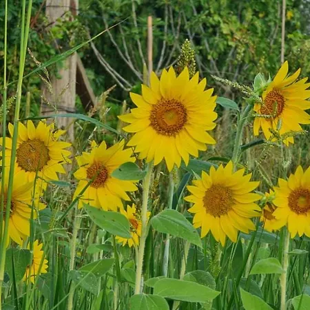 Apartment Fattoria Il Giardo *